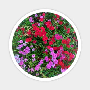 ALL COLOR FLOWERS PHOTOGRAPHY MY Magnet